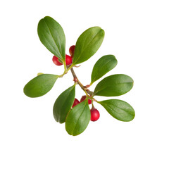 Kinnikinnick branch with green leaves and ripe red berries, isolated on transparent background, cutout path included