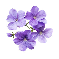 A close up shot of several light purple flowers with visible petals and stems on a black background