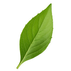 Obraz premium Green creeping jenny leaf isolated on transparent background with clipping path