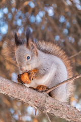 The squirrel with nut sits on tree in the winter or late autumn