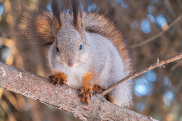 Fototapeta premium The squirrel sits on a branches without leaves in the winter or autumn