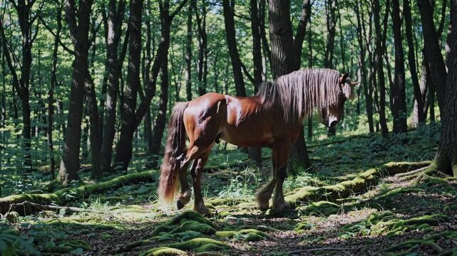 A majestic horse stands in a sunlit forest, captured from a low-angle. The video evokes a serene, natural atmosphere with lush greenery.Live desktop wallpaper.