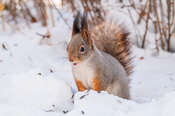 Portrait of a squirrel in winter on white snow background