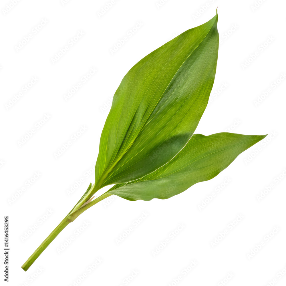 Poster studio shot of a knotweed stem with leaves isolated on a transparent background with clipping path