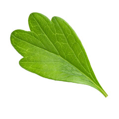 Fototapeta premium Vibrant green Skullcap leaf, meticulously isolated on a transparent background, ready for seamless integration into any design project