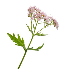 Obraz premium Studio shot of a Thalictrum - Meadow Rue - flower stalk isolated on a transparent background, cutout path, no shadow