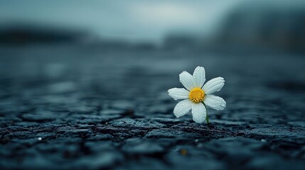 Whimsical Flower with Smiley Face in Urban Pavement Crack