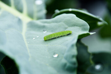 葉を食べるモンシロチョウの幼虫