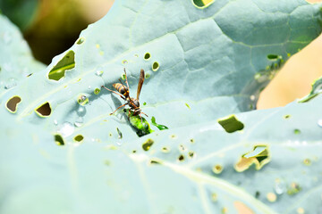 幼虫を捕獲するアシナガバチ