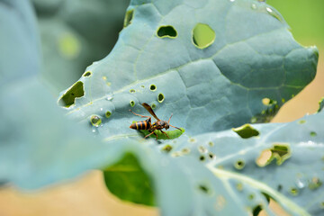 幼虫を捕獲するアシナガバチ