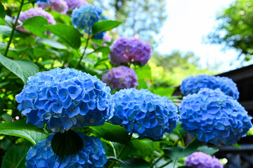 梅雨に咲くアジサイ