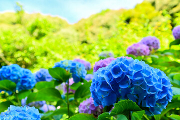 鮮やかなアジサイ