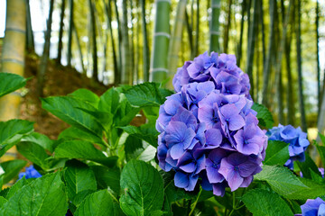 竹林とアジサイ