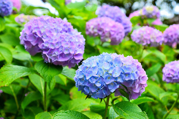 色鮮やかなアジサイ