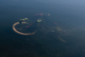 Sunken bicycle in pond