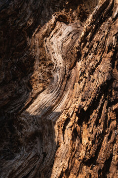 Dead tree wood texture details