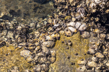 Obraz premium Sydney Rock Oysters growing in natural estuary environment