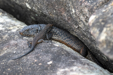 Adult and juvenile Cunningham's Skinks basking outside sandstone rock crevice