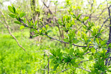 Young green foliage on branches in a spring forest. A tree branch with fresh leaves.