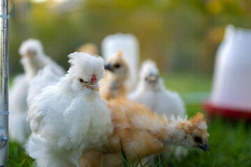 Keeping domestic chicken in free range chicken coop on home backyard. Poultry hen house with green grass in suburban garden
