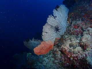 coral reef 