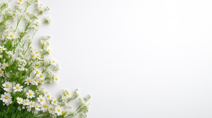 Delicate white flowers border on a clean white background