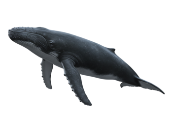 Humpback Whale Illustration – Isolated PNG on Transparent Background