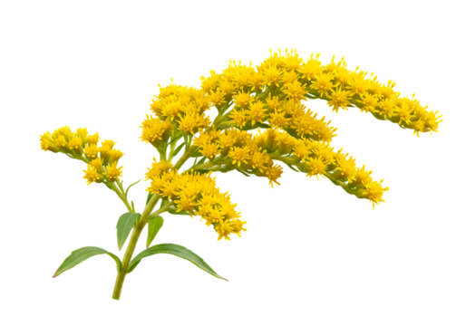 Goldenrod Flower Illustration – High-Quality PNG Isolated on Transparent Background