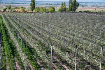 Industrial gardening in Kyrgyzstan. Blossoming of apple orchards.