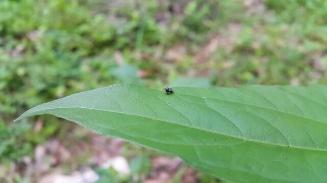 Black Locust Treehopper, Bathyllus albicinctus, Penthimia americana, Vanduzea triguttata, Stictocephala diceros, Publilia concava, Cyrtolobus tuberosus, aphrophorid spittlebugs, Aphrophoridae