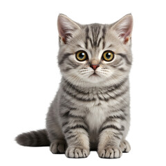 Obraz premium Adorable silver tabby kitten sitting patiently against a white backdrop