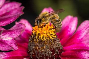 close up of Honey Bee collecting nectar from flower