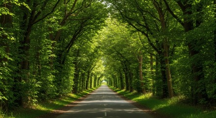 Fototapeta premium Driving Through Green Tree Tunnel on Asphalt Road on a Sunny Day
