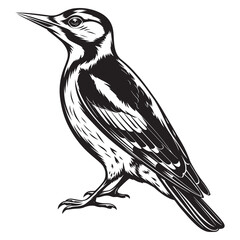 Obraz premium Monochrome Bird Tattoo Design Artistic Woodpecker Graphic