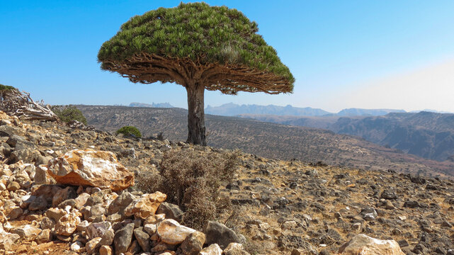 Dragon tree in a typical Socotra landscape