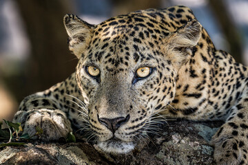 close up portrait of srilanka leopard