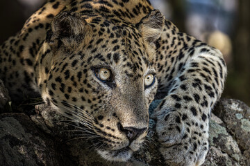 close up of srilanka leopard