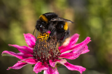 close up of a bumble bee collecting nectar from a flower