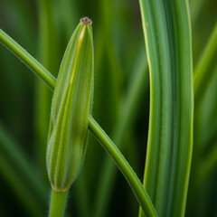 Fototapeta premium Close up of plant