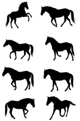 Illustration: a set of black silhouettes of a horse in various poses on a white background