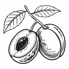 vector illustration of plums