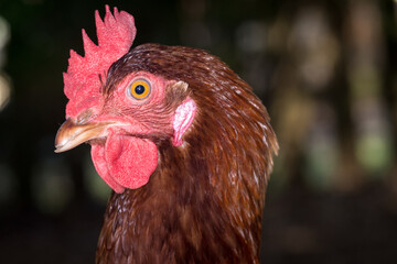 close up of free range chicken foraging 