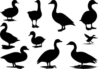 Silhouettes of Ducks and Geese – Vector Collection of Waterfowl in Various Poses, Set of duck and goose silhouettes in different poses, standing and walking, black vector on white background.