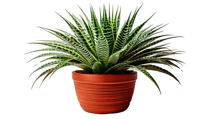 A Healthy Zebra Plant Haworth Ia Fascista in a Clay Pot Isolated on solid white Background Png format