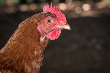 close up of free range chicken foraging 