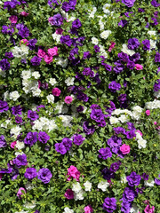 Calibrachoa petunia like flowers in the garden.