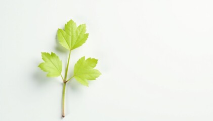 Fototapeta premium Single, delicate sapling against pure white backdrop, visual, white background, delicate