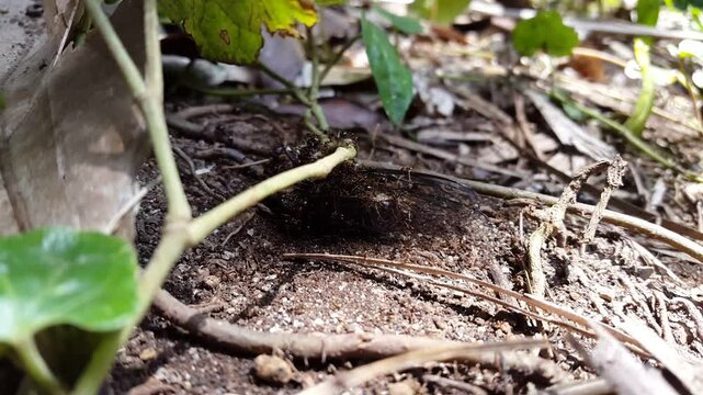 4k view of dead dogday cicadas surrounded by ants. Perfect for documentaries on tropical rainforests and World Wildlife Conservation Day on December 4th.