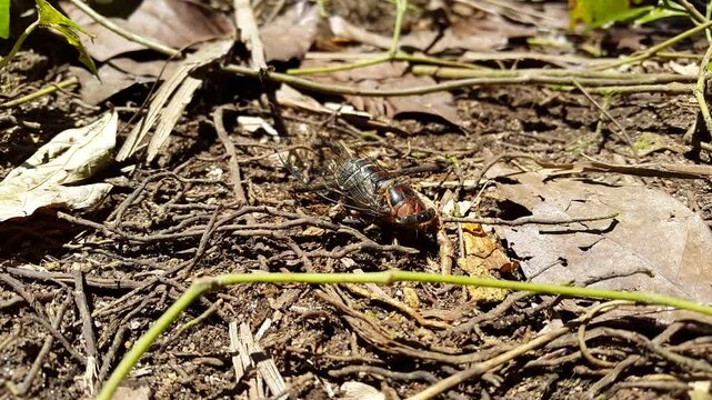 Dead giant cicada (dog day cicadas) surrounded by ants. Aesthetic 4k footage. Perfect for a documentary in the tropical rainforest and World Environment Day on June 5th. Insect T auletes