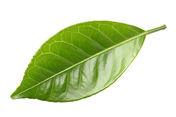 Obraz premium Citrus leaf, lemon, grapefruit, orange, lime, kumquat, isolated on transparent background